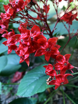 狀元紅網(wǎng)，揭秘4987精準(zhǔn)資料的秘密，狀元紅網(wǎng)揭秘，精準(zhǔn)資料4987背后的秘密