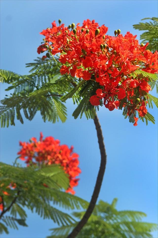 狀元紅，揭秘4987最準(zhǔn)最快的秘密武器，狀元紅，揭秘最準(zhǔn)最快的秘密武器 4987