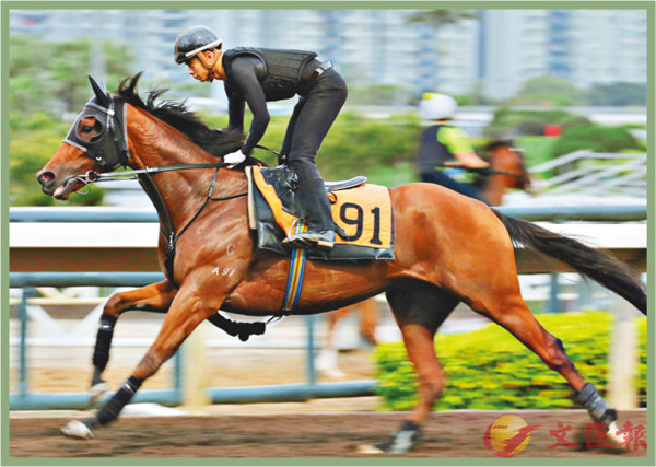 香港賽馬，探索數字背后的激情與榮耀，香港賽馬，數字背后的激情與榮耀之旅