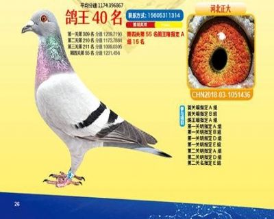 王中王四馬一肖，探尋背后的故事與奧秘，王中王四馬一肖，背后的故事與奧秘探尋