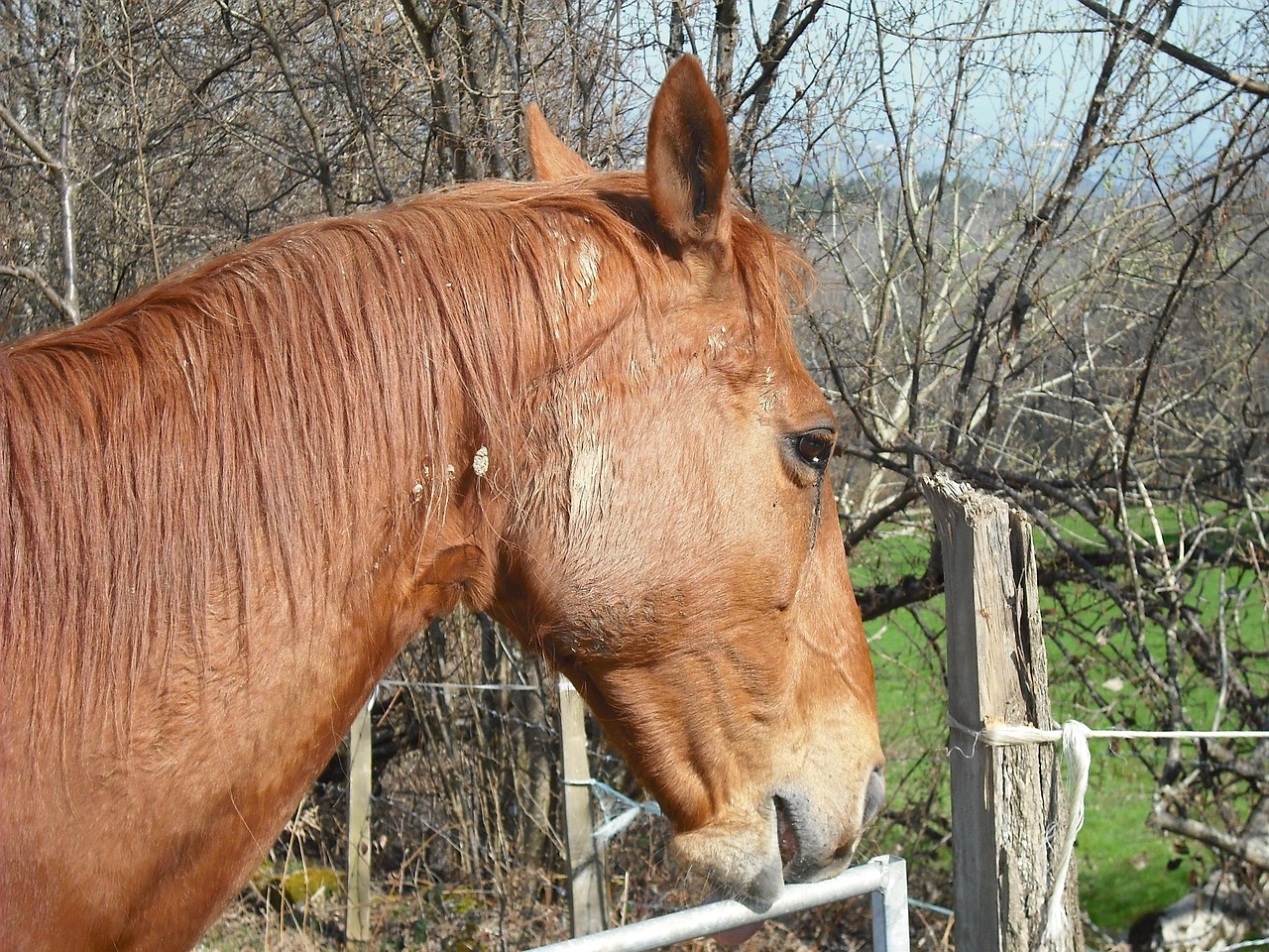 澳門四不像特馬，探索神秘現(xiàn)象背后的真相，澳門四不像特馬揭秘神秘現(xiàn)象背后的真相
