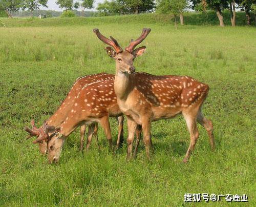 最新版本的6566cc澳彩資料大全介紹與特色功能解析，最新6566cc澳彩資料大全介紹與特色功能深度解析
