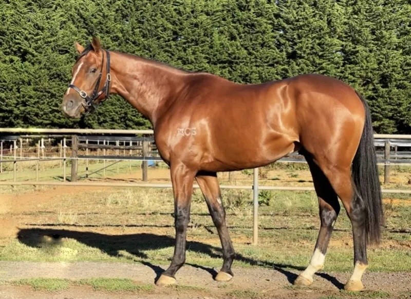 今晚澳門特馬開什么？今晚四不像的探討，今晚澳門特馬開彩結(jié)果及四不像探討