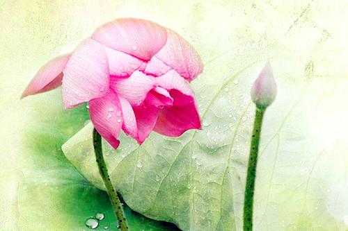 買(mǎi)一注猜生肖，揭秘生肖預(yù)測(cè)的神秘面紗，揭秘生肖預(yù)測(cè)神秘面紗，一注猜生肖探秘之旅
