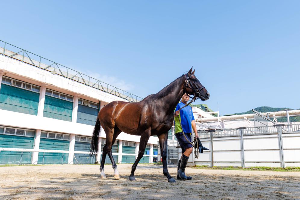 香港賽馬，77777與888888的傳奇故事，香港賽馬傳奇，77777與888888的賽場奇緣
