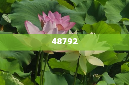 新奧彩免費(fèi)提供，探索最佳彩票體驗(yàn)之路，新奧彩免費(fèi)體驗(yàn)，探索最佳彩票之旅