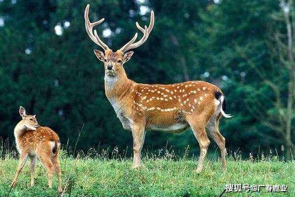 最新版本的6566cc澳彩資料大全介紹與特色功能解析，圖庫(kù)升級(jí)亮點(diǎn)一覽，最新6566cc澳彩資料大全介紹與特色功能解析，圖庫(kù)升級(jí)亮點(diǎn)全揭秘