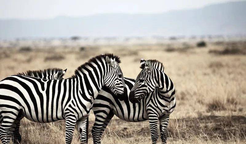 澳門一碼一肖一待一中四不像——揭開神秘面紗下的真相，澳門神秘事件揭秘，一碼一肖一待一中四不像真相探索