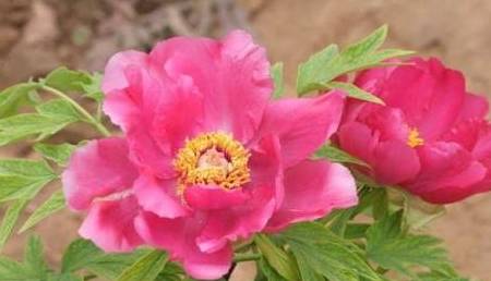 揭秘生肖之王，生活幽默王中王解一生肖的獨特魅力，揭秘生肖之王，幽默王中王解讀生肖獨特魅力